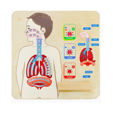 Панель "Дыхательная система" - «globural.ru» - Воркута