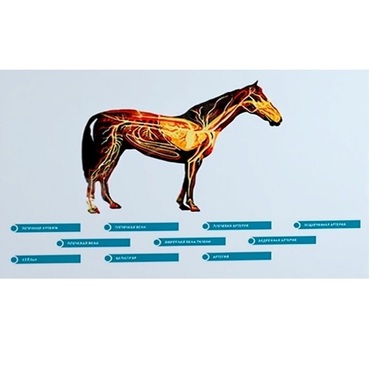 Стенд-планшет светодинамический "Изучение кровеносной системы сельскохозяйственных животных" со сменными панелями - «globural.ru» - Воркута