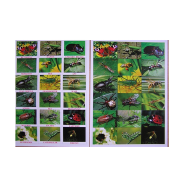 Английское лото "Насекомые" - «globural.ru» - Воркута