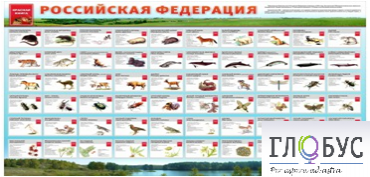 Стенд "Красная книга РФ" - «globural.ru» - Воркута
