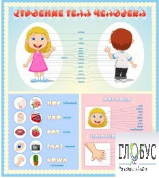 Стенд "Строение человека" для детей - «globural.ru» - Воркута
