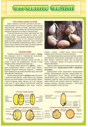 Стенд "Строение семян" - «globural.ru» - Воркута