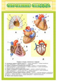 Стенд "Строение сердца" - «globural.ru» - Воркута