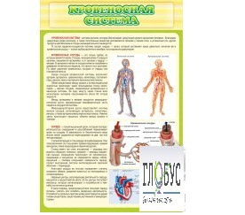 Стенд "Кровеносная система" - «globural.ru» - Воркута