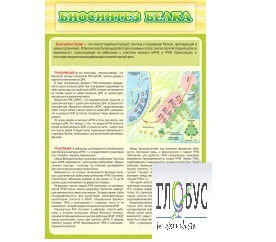 Стенд "Биосинтез белка" - «globural.ru» - Воркута